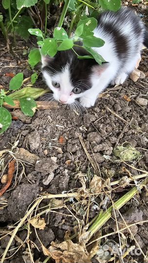 Котенок в добрые рук