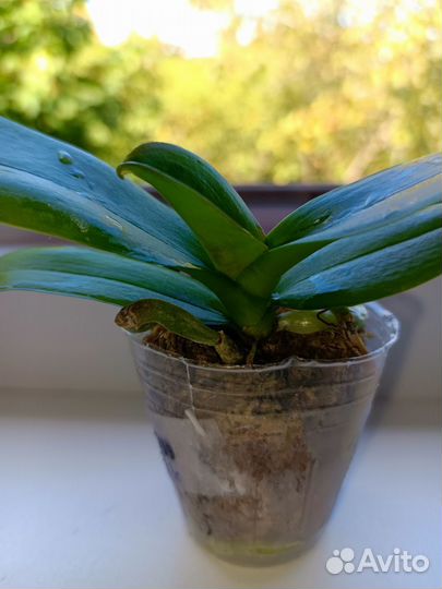 Орхидея фаленопсис биг лип