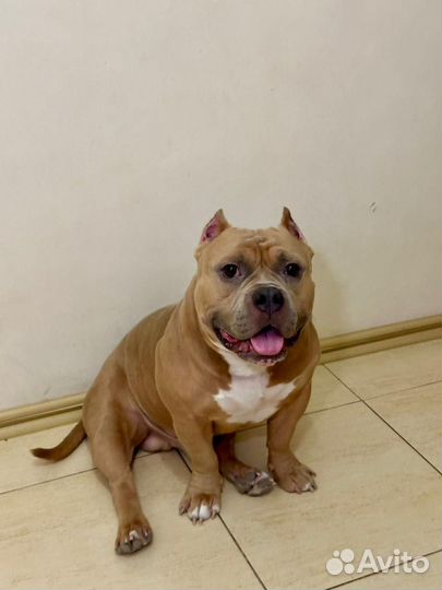 Американский Булли покет вязка