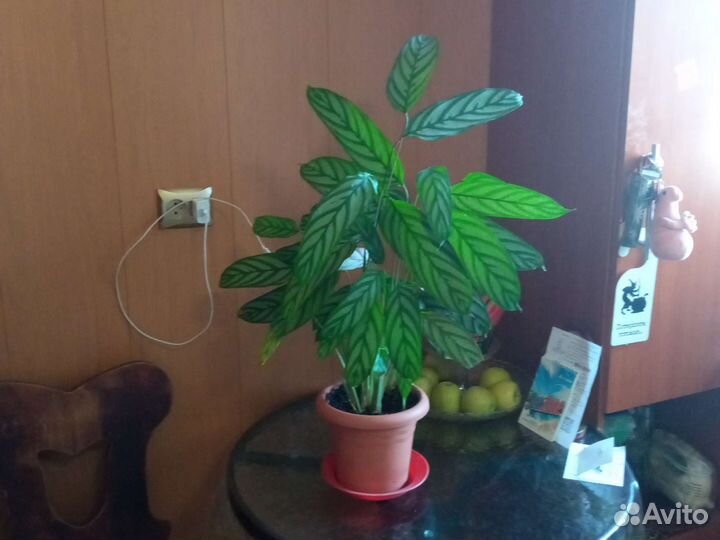 Калатея- многолетнее растение