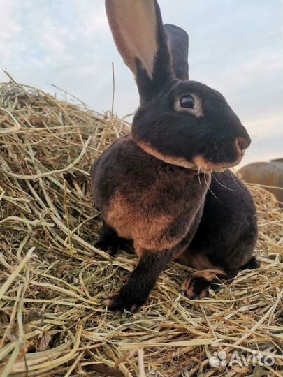 Кролики Рекс