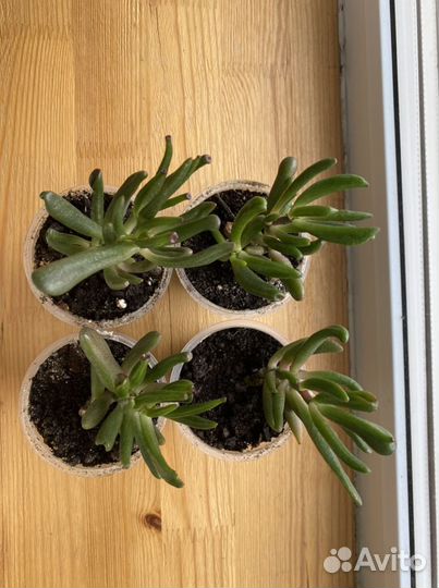 Крассула овата хоббит