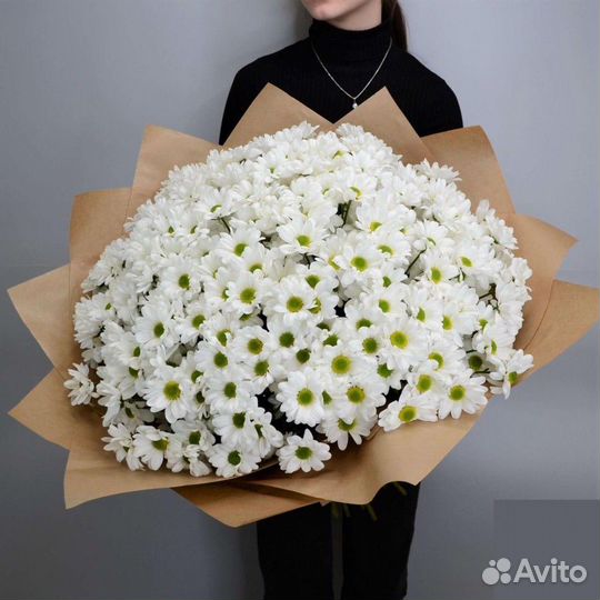Белая Эквадорская Хризантема