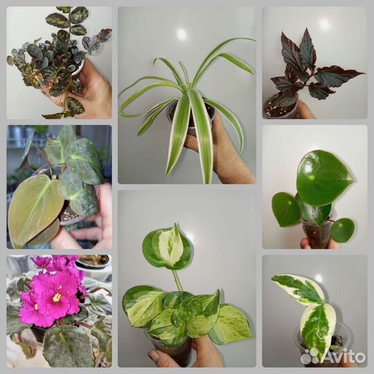 Комнатные цветы