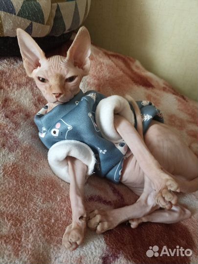 Канадский сфинкс