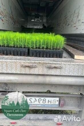 Зкс Сосна сеянцы Ели Лиственницы окс Голуб Горная