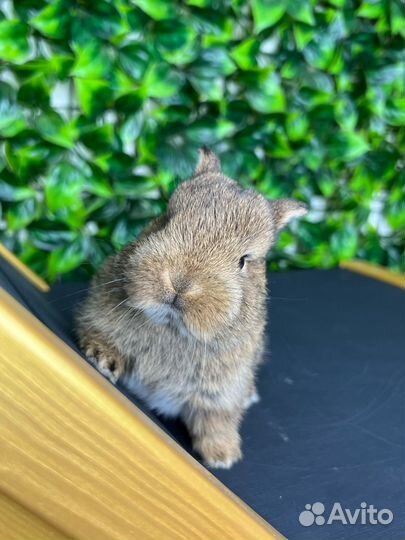 Царские кролики мини