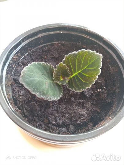 Глоксиния махровая