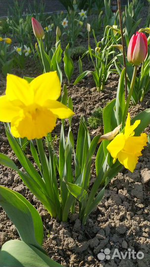 Нарциссы, ирис