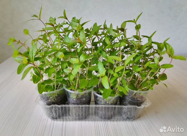 Дербенник иволистный Арабис альпийский многолетник