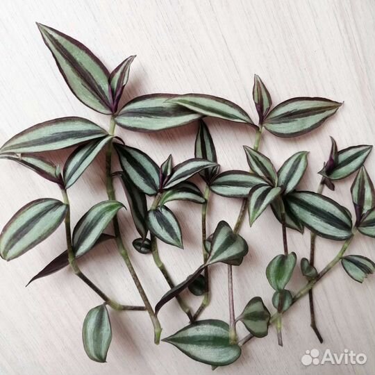 Традесканция зебрина