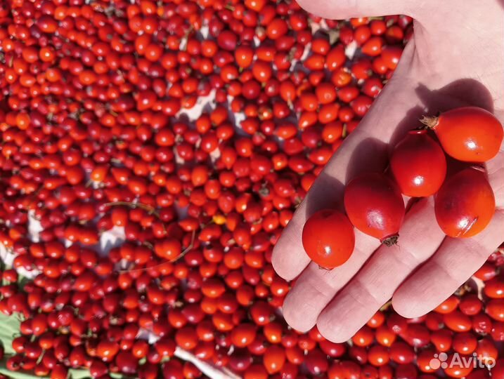 Шиповник сушеный