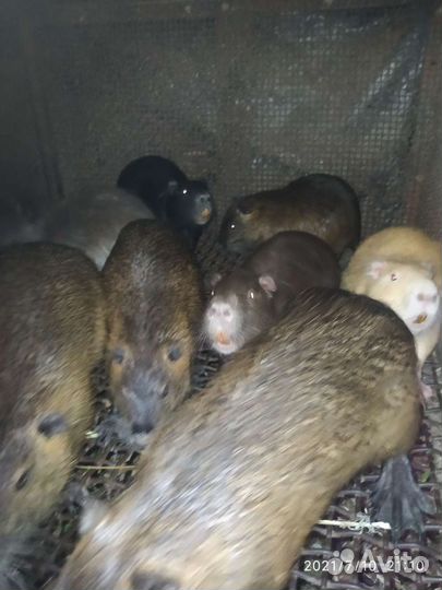 Продаются нутрии