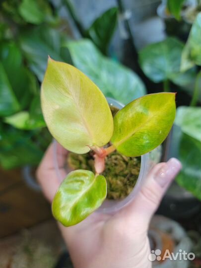 Фил Конго Ред Минт