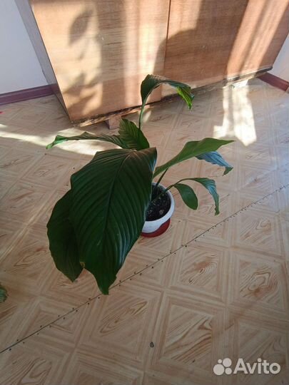 Спатифиллум