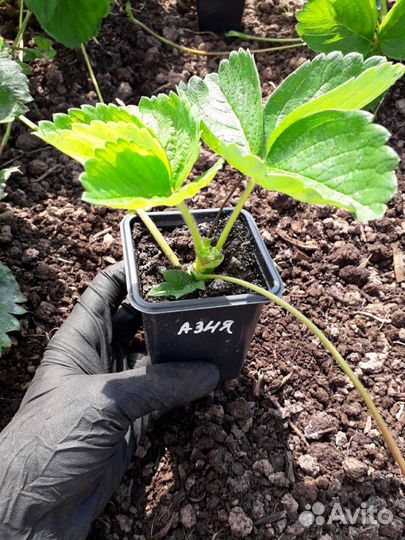 Рассада клубники