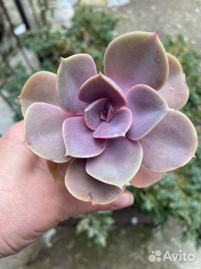 Суккуленты