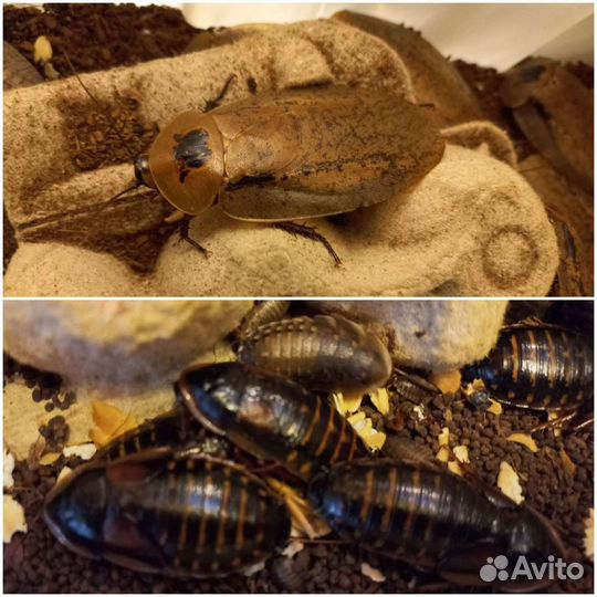 Тараканы Archimandrita tessellata/Blaptica dubia
