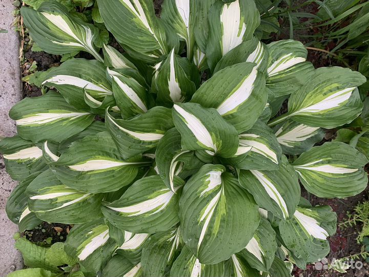 Лилейники, морозники и другие садовые растения