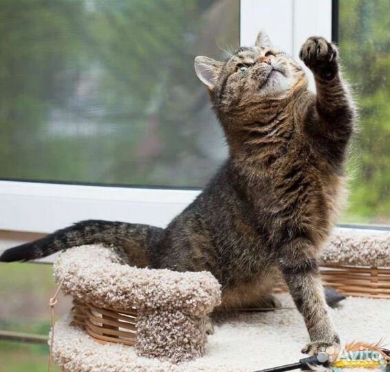 Пухленькая Пумочка ищет мам пап