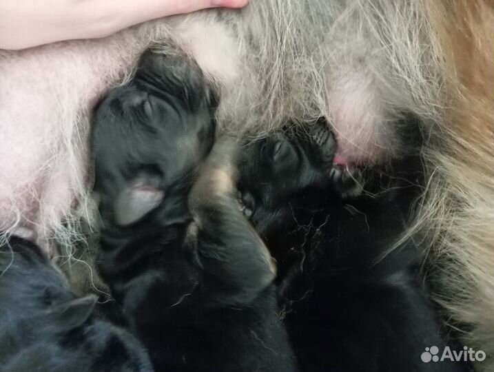 Щенки немецкой овчарки