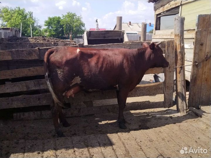 Перва телка