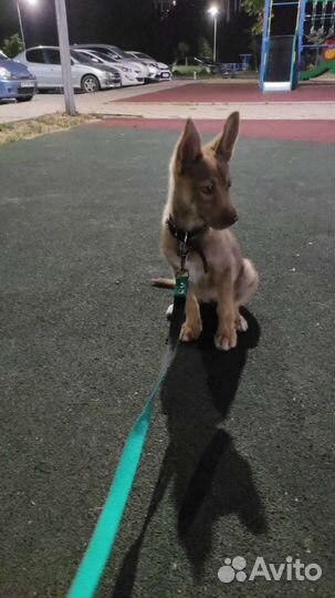 Домашние животные собаки щенки