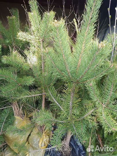 Сосна крымская