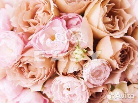 101 роза цветы букеты доставка 25 51 101 роза