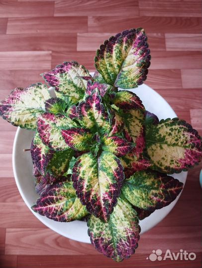 Зефирантес розовый,Колеусы