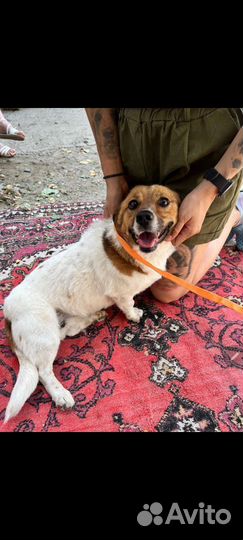 Собака в добрые руки