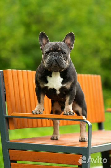 Французский бульдог