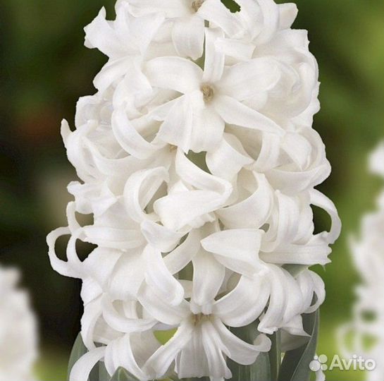 Луковицы гиацинтов