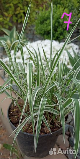 Многолетники для сада ч. 3