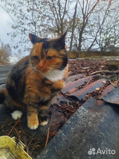 Кошка в добрые руки даром