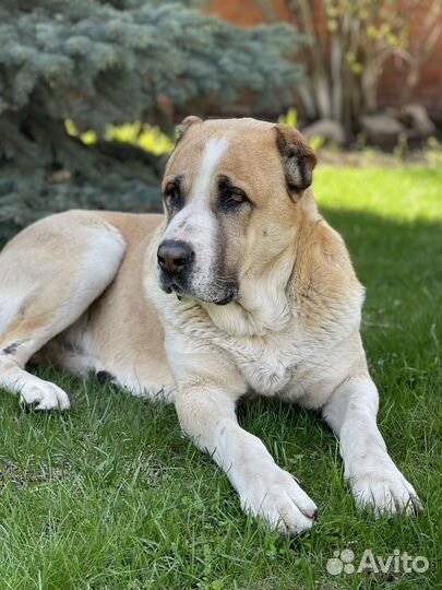 Алабай на вязку