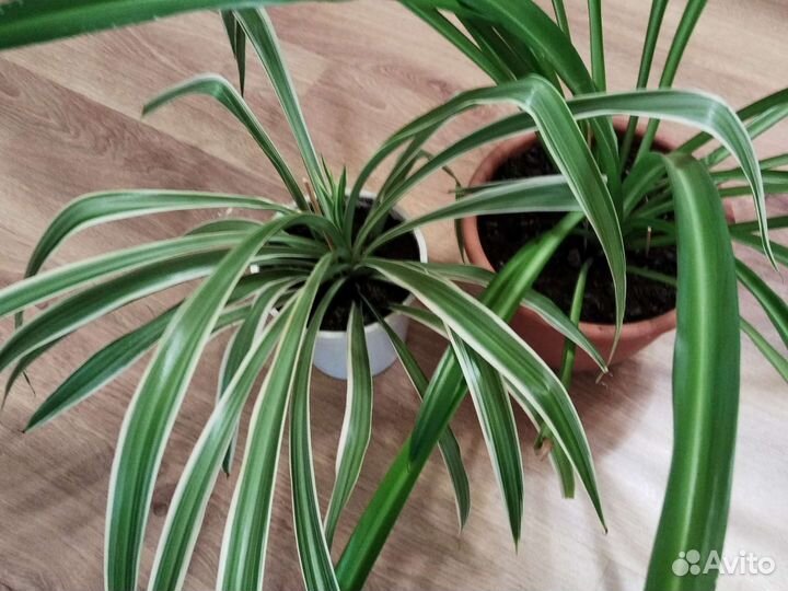 Хлорофитум два вида