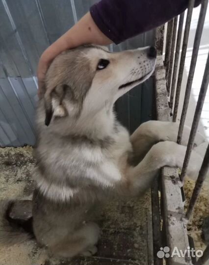 Собака в добрые руки отдам бесплатно