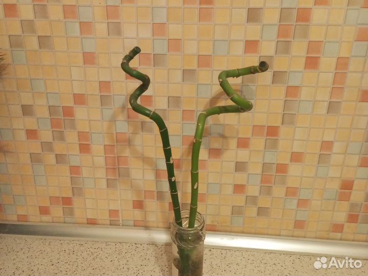 Драцена sandero