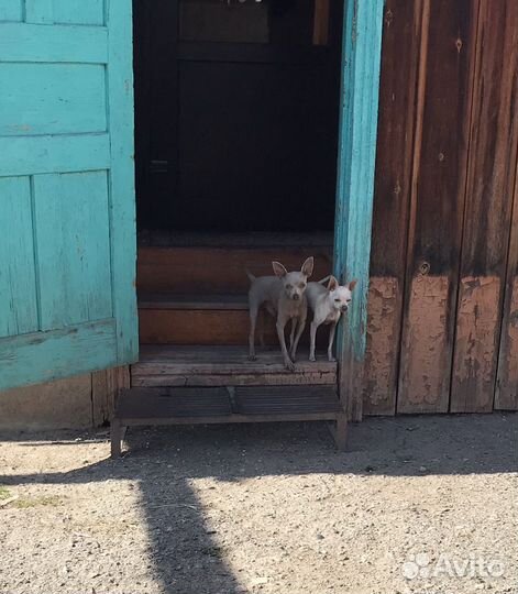 Мини той терьер