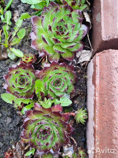 Молодило, каменная роза