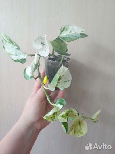 Сциндапсус хеппи лиф