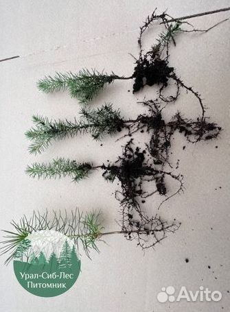 Сеянцы зкс Сосна окс Ель Лиственница Горная