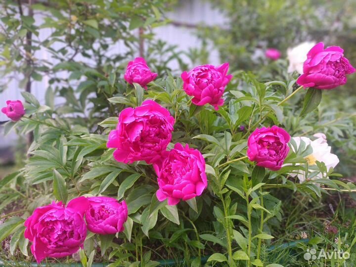 Пион Карл Розенфельд