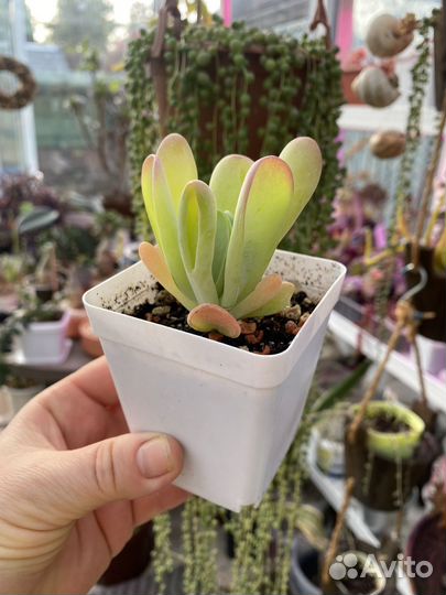 Суккуленты