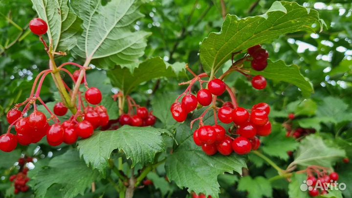 Калина ягода