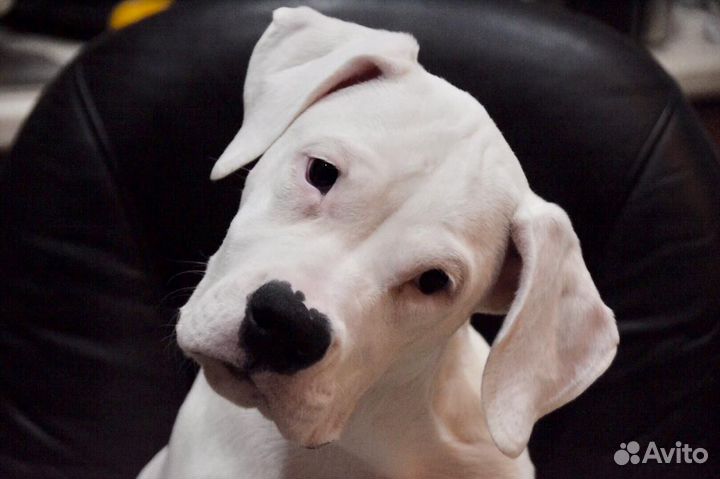 Щенки аргентинского Дога