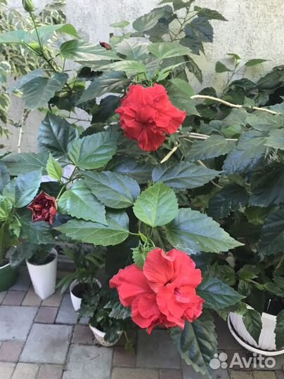 Гибискус красный махровый