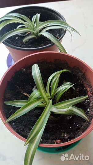 Хлорофитум