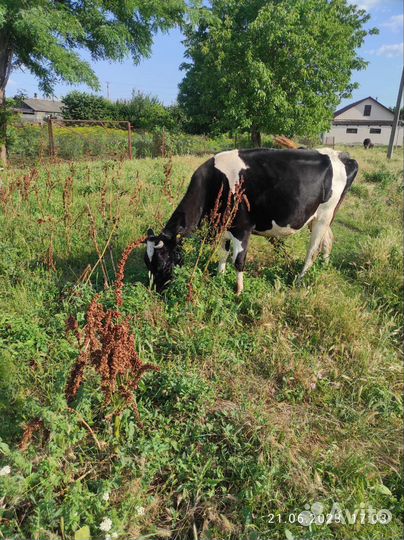 Корова стельная